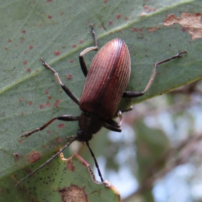 Homotrysis cisteloides (Darkling beetle) at Stromlo, ACT - 7 Dec 2022 by MatthewFrawley