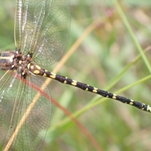 Synthemis eustalacta at Murrumbateman, NSW - 7 Dec 2022 01:14 PM