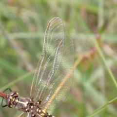 Synthemis eustalacta at Murrumbateman, NSW - 7 Dec 2022