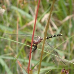 Synthemis eustalacta at Murrumbateman, NSW - 7 Dec 2022 01:14 PM