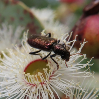 Phlogistus sp. (genus) (Clerid beetle) at Stromlo, ACT - 7 Dec 2022 by MatthewFrawley