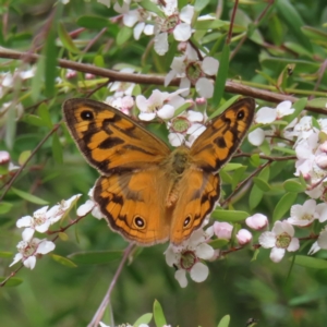 Heteronympha merope at Stromlo, ACT - 7 Dec 2022