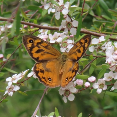 Heteronympha merope (Common Brown Butterfly) at Stromlo, ACT - 7 Dec 2022 by MatthewFrawley