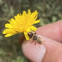 Eleale pulchra (Clerid beetle) at Lower Molonglo - 7 Dec 2022 by Steve_Bok