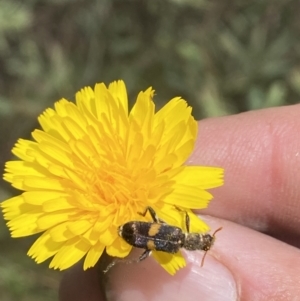 Eleale pulchra at Stromlo, ACT - 7 Dec 2022