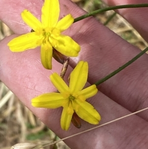 Tricoryne elatior at Stromlo, ACT - 7 Dec 2022