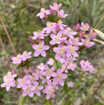 Centaurium erythraea (Common Centaury) at Stromlo, ACT - 7 Dec 2022 by SteveBorkowskis