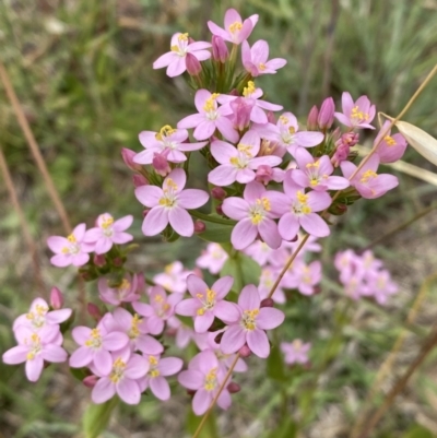 Centaurium erythraea (Common Centaury) at Lower Molonglo - 7 Dec 2022 by SteveBorkowskis