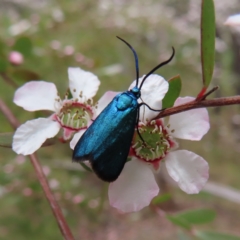 Pollanisus (genus) (A Forester Moth) at Stromlo, ACT - 7 Dec 2022 by MatthewFrawley