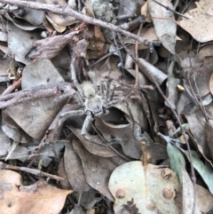 Isopeda canberrana (Canberra Huntsman Spider) at Flea Bog Flat to Emu Creek Corridor - 2 Dec 2022 by JohnGiacon