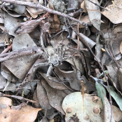 Isopeda canberrana (Canberra Huntsman Spider) at Belconnen, ACT - 2 Dec 2022 by JohnGiacon