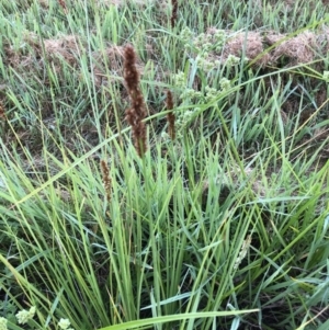 Carex appressa at Bruce, ACT - 4 Dec 2022