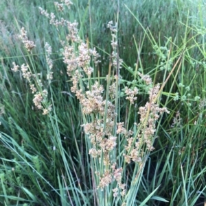 Juncus subsecundus at Bruce, ACT - 4 Dec 2022 06:37 AM