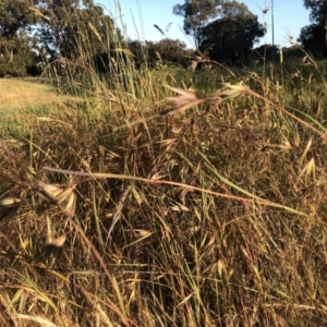 Themeda triandra at Bruce, ACT - 4 Dec 2022