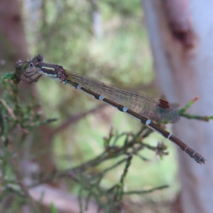 Austrolestes leda at Stromlo, ACT - 7 Dec 2022