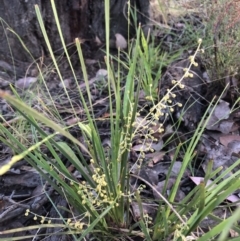 Lomandra filiformis subsp. filiformis (Wattle Matrush) at Flea Bog Flat to Emu Creek Corridor - 3 Dec 2022 by JohnGiacon