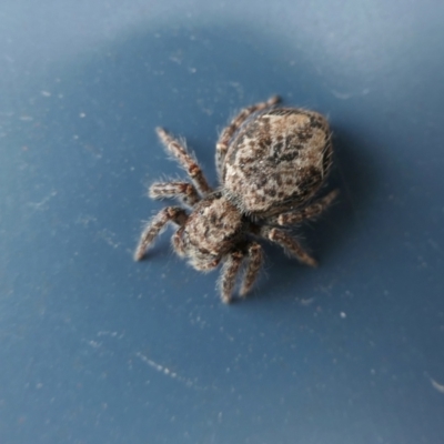 Servaea incana (Hoary Servaea) at Yass River, NSW - 7 Dec 2022 by SenexRugosus