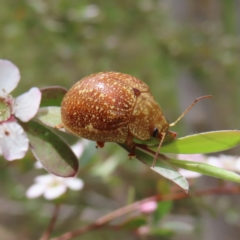 Paropsis variolosa (Variolosa leaf beetle) at Stromlo, ACT - 7 Dec 2022 by MatthewFrawley