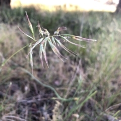 Rytidosperma sp. (Wallaby Grass) at Bruce, ACT - 4 Dec 2022 by JohnGiacon