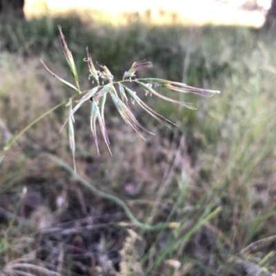 Rytidosperma sp. (Wallaby Grass) at Bruce, ACT - 4 Dec 2022 by JohnGiacon