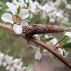 Lepidoscia (genus) IMMATURE (Unidentified Cone Case Moth larva, pupa, or case) at Stromlo, ACT - 7 Dec 2022 by MatthewFrawley