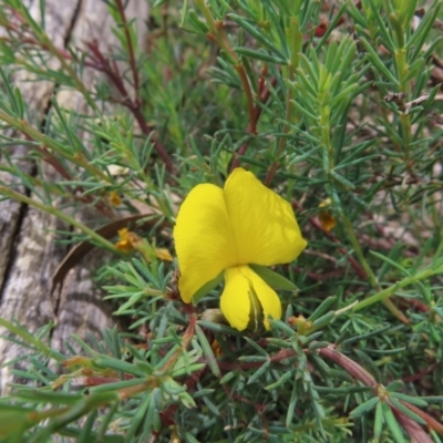 Gompholobium huegelii (Pale Wedge Pea) at Stromlo, ACT - 7 Dec 2022 by MatthewFrawley