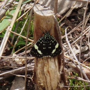 Idalima affinis at Stromlo, ACT - 7 Dec 2022