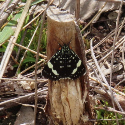 Idalima affinis (A day flying moth) at Stromlo, ACT - 7 Dec 2022 by MatthewFrawley