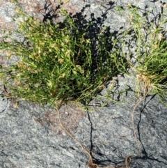 Sagina procumbens (Spreading Pearlwort) at Watson, ACT - 6 Dec 2022 by abread111