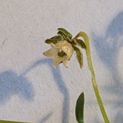 Sagina procumbens at Watson, ACT - 6 Dec 2022 06:04 PM