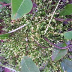 Sagina procumbens at Watson, ACT - 6 Dec 2022 06:04 PM