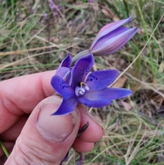 Thelymitra simulata (Graceful Sun-orchid) at Captains Flat, NSW - 7 Dec 2022 by Csteele4
