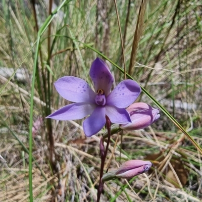 Thelymitra (Genus) (Sun Orchid) at QPRC LGA - 4 Dec 2022 by Csteele4
