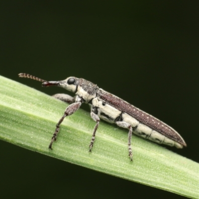 Rhinotia sp. (genus) (Unidentified Rhinotia weevil) at Murrumbateman, NSW - 7 Dec 2022 by amiessmacro