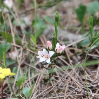 Philotheca salsolifolia subsp. salsolifolia (Philotheca) at Mongarlowe River - 7 Dec 2022 by LisaH