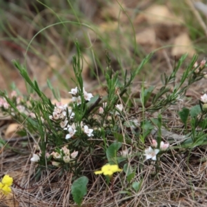 Philotheca salsolifolia subsp. salsolifolia at Mongarlowe, NSW - 7 Dec 2022