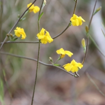 Velleia paradoxa (Spur Velleia) at Mongarlowe, NSW - 7 Dec 2022 by LisaH