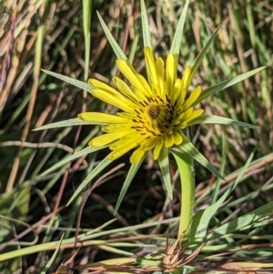 Tragopogon dubius at Watson, ACT - 6 Dec 2022