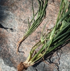 Tragopogon dubius at Watson, ACT - 6 Dec 2022