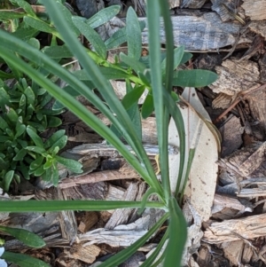 Tragopogon dubius at Watson, ACT - 6 Dec 2022