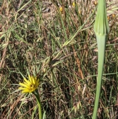 Tragopogon dubius at Watson, ACT - 6 Dec 2022