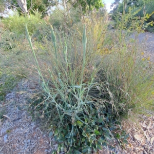 Tragopogon dubius at Watson, ACT - 6 Dec 2022