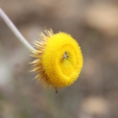 Coronidium oxylepis (Woolly Everlasting) at Mongarlowe, NSW - 7 Dec 2022 by LisaH