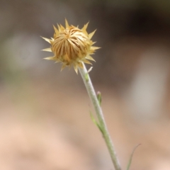 Coronidium oxylepis at Mongarlowe, NSW - suppressed