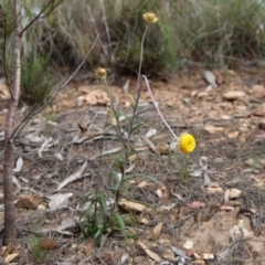 Coronidium oxylepis at Mongarlowe, NSW - suppressed