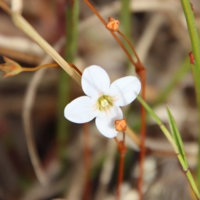 Mitrasacme sp. at Mongarlowe River - 7 Dec 2022 by LisaH