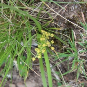 Lomandra filiformis at Mongarlowe, NSW - 7 Dec 2022