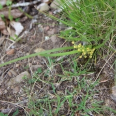 Lomandra filiformis at Mongarlowe, NSW - 7 Dec 2022