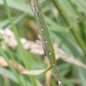 Austrolestes analis at Murrumbateman, NSW - 7 Dec 2022