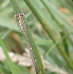 Austrolestes analis at Murrumbateman, NSW - 7 Dec 2022